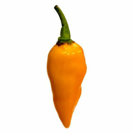 1/4 lb of Fresh Datil Peppers